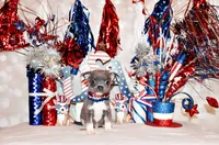 Eastwood, a male Chihuahua for sale in Charleston, AR – 2 of 4