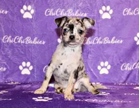 Dottie, a female Chihuahua for sale in Charleston, AR – Photo 4 of 5