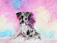 Dottie, a female Chihuahua for sale in Charleston, AR – Photo 3 of 5