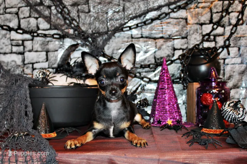 Nero – Chihuahua puppy for sale in Charleston, AR