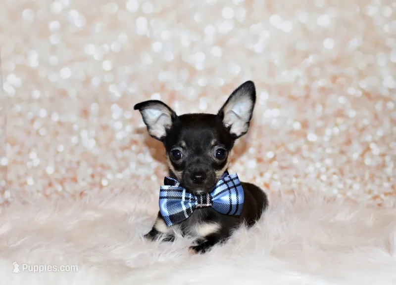 Egypt – Chihuahua puppy for sale in Charleston, AR