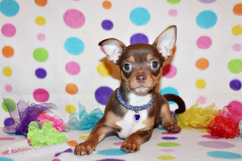 Janie – Chihuahua puppy for sale in Charleston, AR