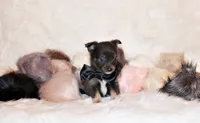 Blue, a male Chihuahua for sale in Charleston, AR – 3 of 4
