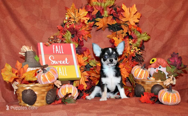 Oscar – Chihuahua puppy for sale in Charleston, AR