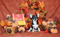 Oscar, a male Chihuahua for sale in Charleston, AR – 1 of 6