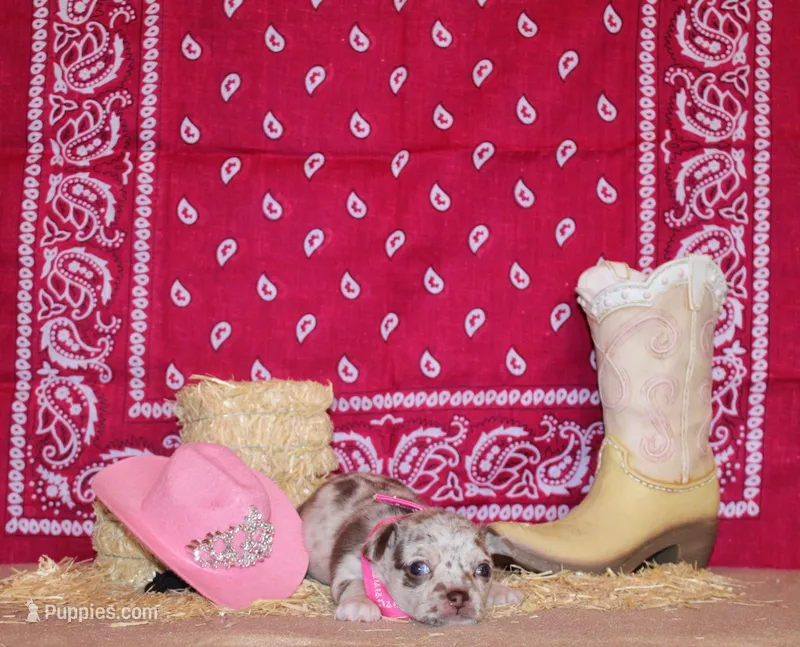 Alexa – Chihuahua puppy for sale in Charleston, AR