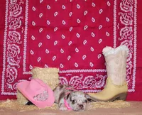 Alexa, a female Chihuahua for sale in Charleston, AR – 1 of 1