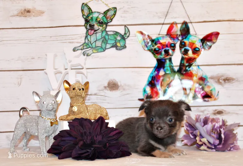 Edgar – Chihuahua puppy for sale in Charleston, AR