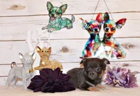 Edgar, a male Chihuahua for sale in Charleston, AR – 1 of 4