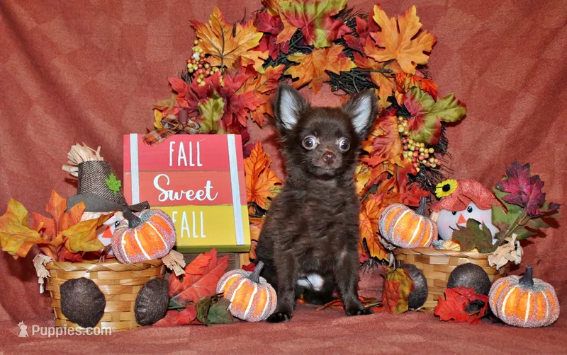 Ian – Chihuahua puppy for sale in Charleston, AR