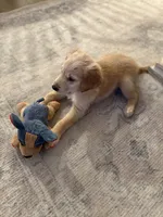 Goose, a male Golden Retriever for sale in Lavon, TX – 6 of 7