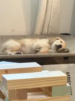 Goose, a male Golden Retriever for sale in Lavon, TX – 2 of 7