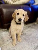 Goose, a male Golden Retriever for sale in Lavon, TX – 5 of 7