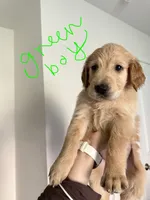 Goose, a male Golden Retriever for sale in Lavon, TX – 1 of 7