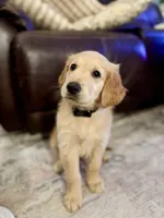 Goose, a male Golden Retriever for sale in Lavon, TX – 4 of 7