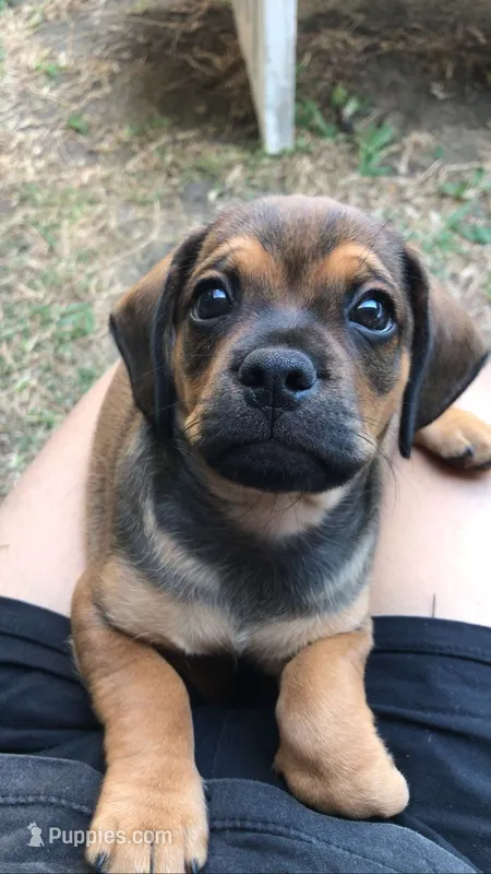 N/A – Chug puppy for sale in Brockton, MA
