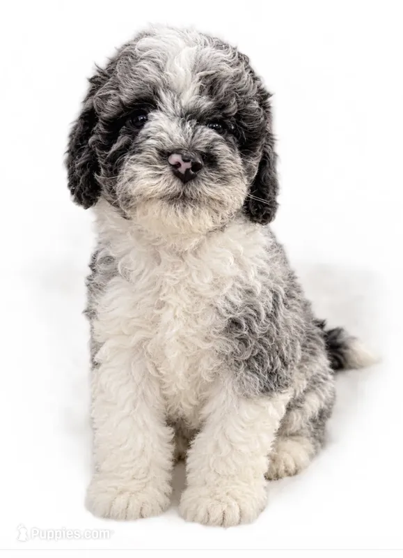 Blue boy – Cockapoo puppy for sale in Perkinston, MS
