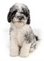 Blue boy, a male Cockapoo for sale in Perkinston, MS – 1 of 1