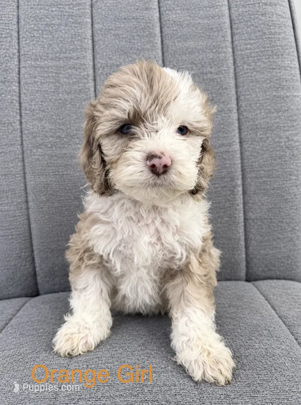 Orange Girl – Cockapoo puppy on hold in Perkinston, MS