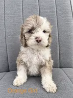 Orange Girl, a female Cockapoo for sale in Perkinston, MS – 1 of 1