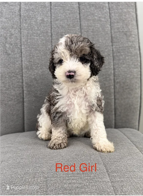 Red girl – Cockapoo puppy on hold in Perkinston, MS