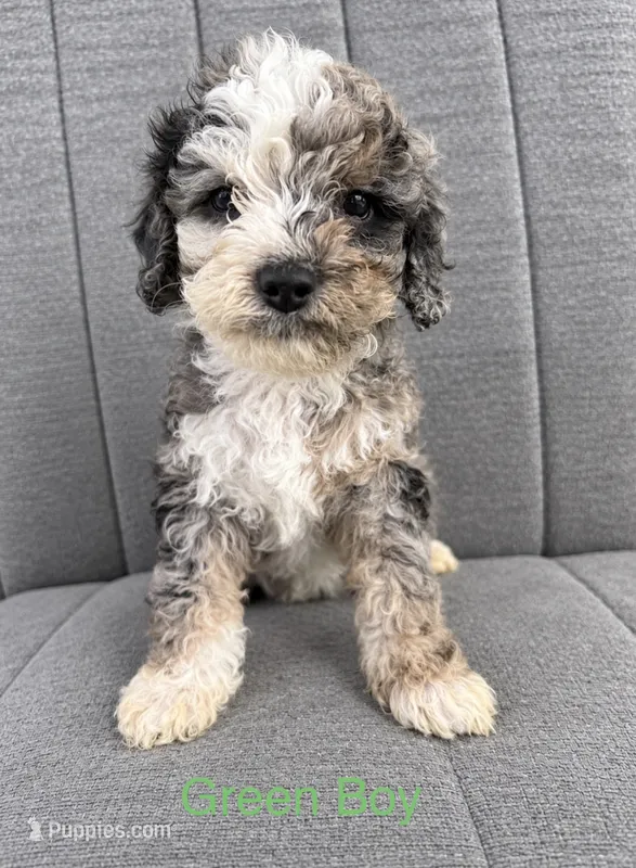 Green boy – Cockapoo puppy on hold in Perkinston, MS