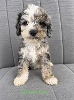 Green boy, a male Cockapoo for sale in Perkinston, MS – 1 of 1