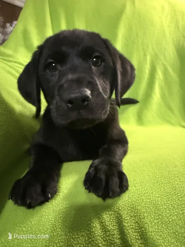 Shade—pink collar – Labrador Retriever puppy for sale in Spotsylvania, VA