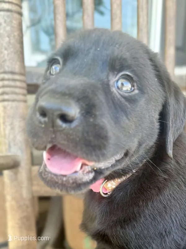 Shade—pink collar – Labrador Retriever puppy for sale in Spotsylvania, VA