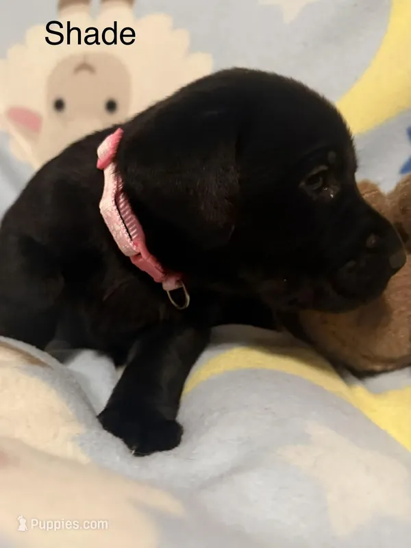 Shade—pink collar – Labrador Retriever puppy for sale in Spotsylvania, VA