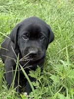 Beau Diamond, a male Labrador Retriever for sale in Spotsylvania, VA – 2 of 5