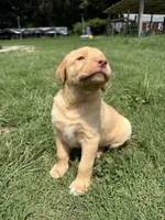 Tipper, a female Labrador Retriever for sale in Spotsylvania, VA – 4 of 8