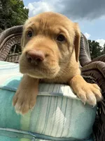 Tipper, a female Labrador Retriever for sale in Spotsylvania, VA – 3 of 8
