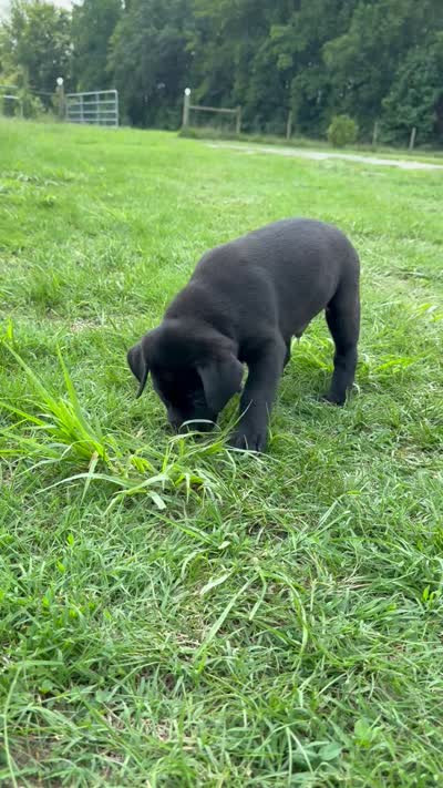 Beau Diamond, a male Labrador Retriever for sale in Spotsylvania, VA – 5 of 5