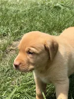 Tipper, a female Labrador Retriever for sale in Spotsylvania, VA – 6 of 8