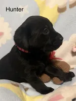Hunter (Red Collar), a male Labrador Retriever for sale in Spotsylvania, VA – Photo 3 of 5