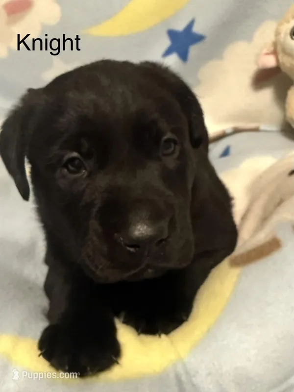 Hunter (Red Collar) – Labrador Retriever puppy for sale in Spotsylvania, VA