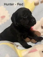 Hunter (Red Collar), a male Labrador Retriever for sale in Spotsylvania, VA – Photo 2 of 5