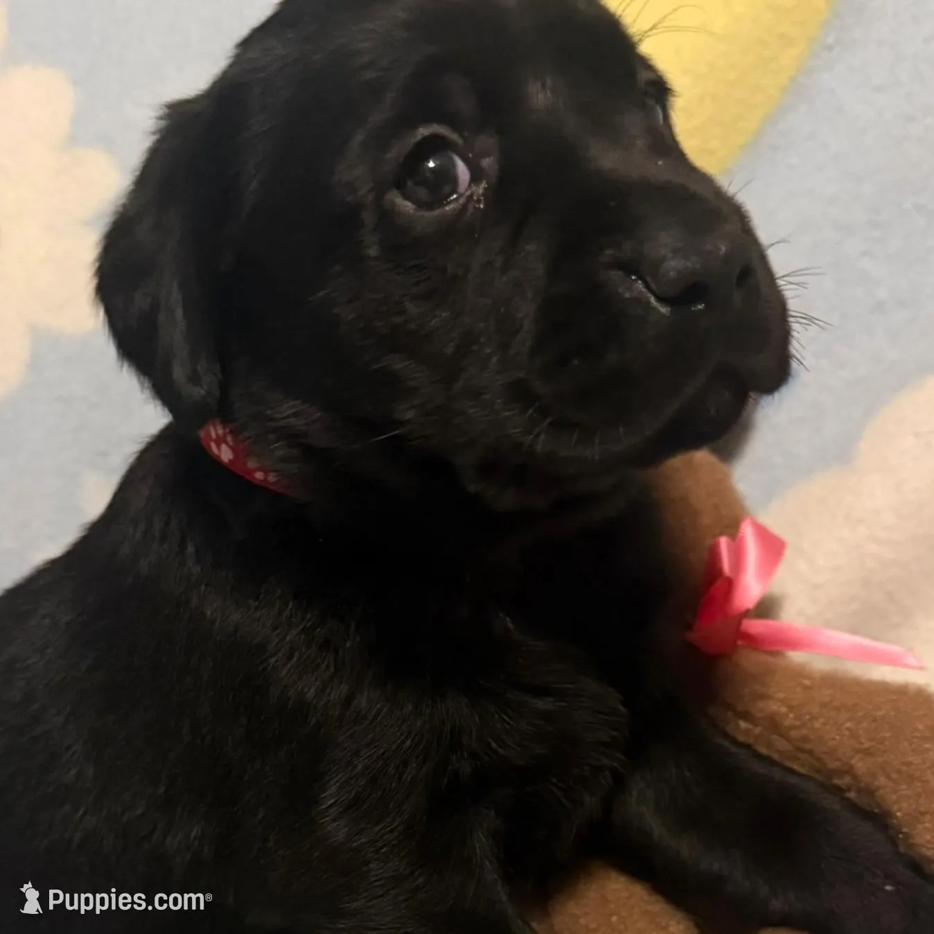 Hunter (Red Collar), a male Labrador Retriever for sale in Spotsylvania, VA – Photo 5 of 5