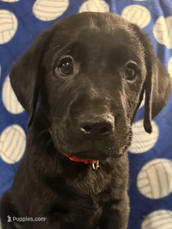 Hunter (Red Collar) – Labrador Retriever puppy for sale in Spotsylvania, VA