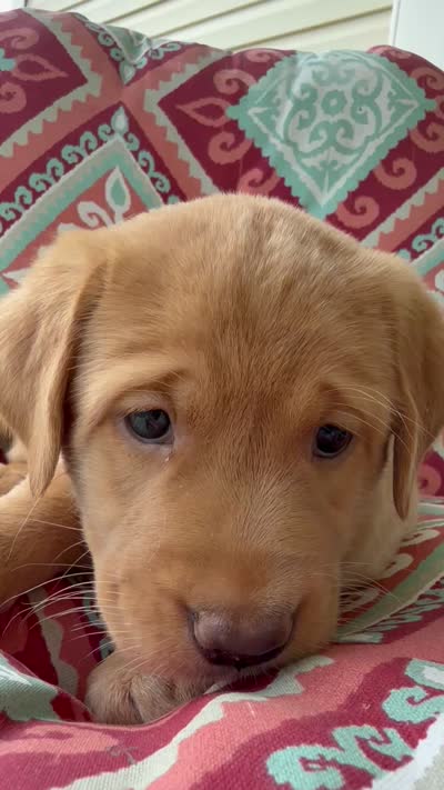 Lacey, a female Labrador Retriever for sale in Spotsylvania, VA – 6 of 6