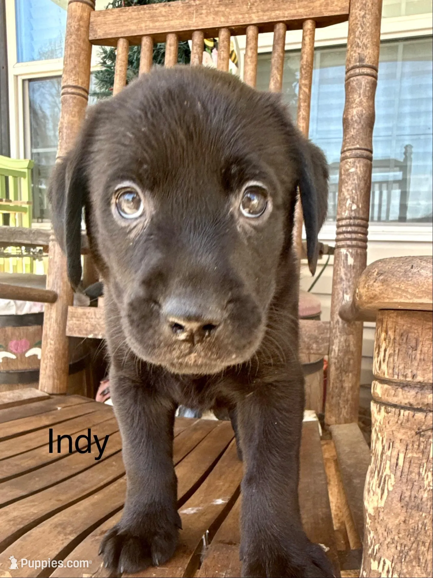 Indy —Fuschia collar, a female Labrador Retriever for sale in Spotsylvania, VA – Photo 4 of 9