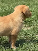 Tipper, a female Labrador Retriever for sale in Spotsylvania, VA – 7 of 8