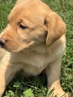 Lacey, a female Labrador Retriever for sale in Spotsylvania, VA – 2 of 6