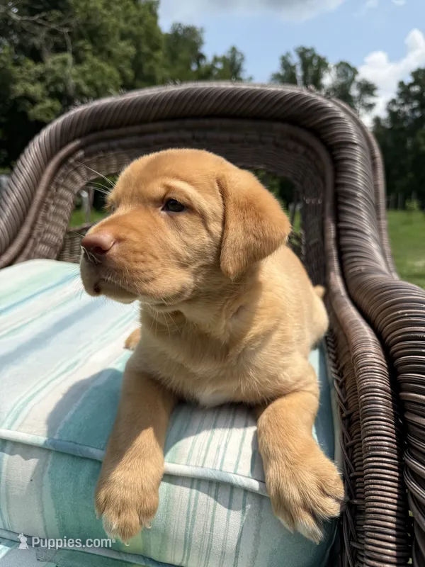 Tipper – Labrador Retriever puppy for sale in Spotsylvania, VA