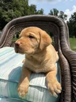 Tipper, a female Labrador Retriever for sale in Spotsylvania, VA – 1 of 8