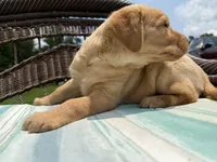 Lacey, a female Labrador Retriever for sale in Spotsylvania, VA – 5 of 6