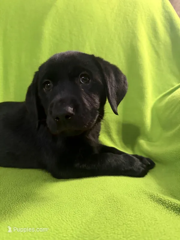 Echo —teal collar – Labrador Retriever puppy for sale in Spotsylvania, VA