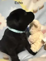 Echo —teal collar, a female Labrador Retriever for sale in Spotsylvania, VA – Photo 1 of 2