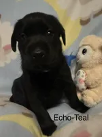 Echo —teal collar, a female Labrador Retriever for sale in Spotsylvania, VA – Photo 2 of 2